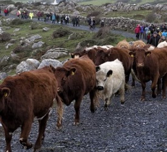 Payments issuing under Burren Farming for Conservation Programme