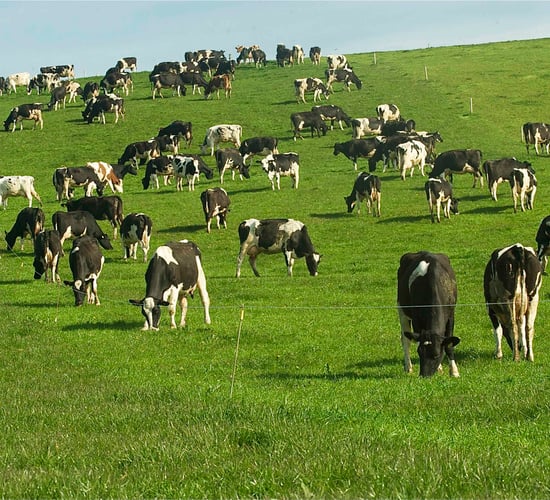 Grass growth: High growth rates have arrived