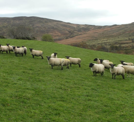 Blowfly strikes in Northern Ireland