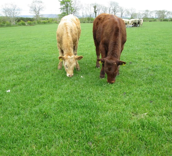 Minister must act to support beef sector