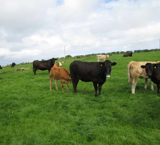 Cattle marts: Deteriorating weather fails to dampen mart trade