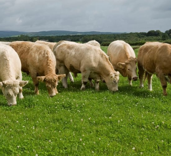 Changes to price structure at some NI beef plants