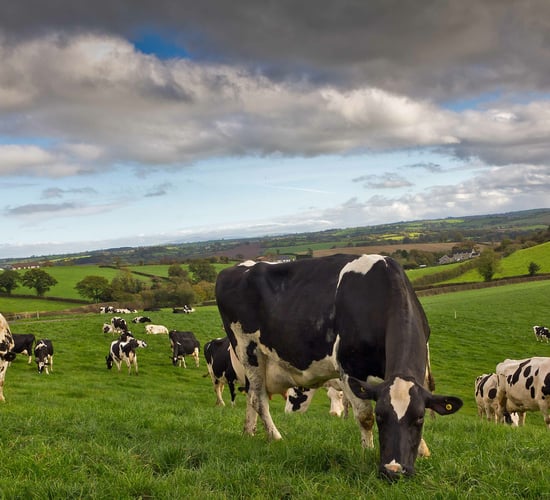 Beware of grass tetany risks over the coming weeks