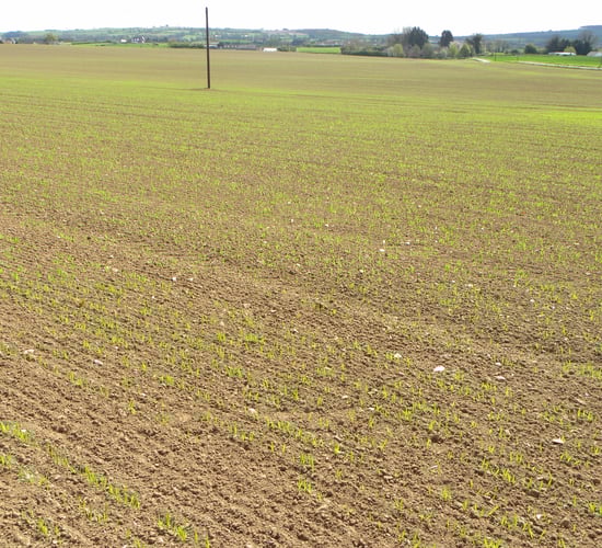 Ukraine spring cereals' planting - down 10%