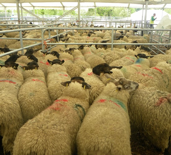 EU sheepmeat production to drop by 2% in 2014