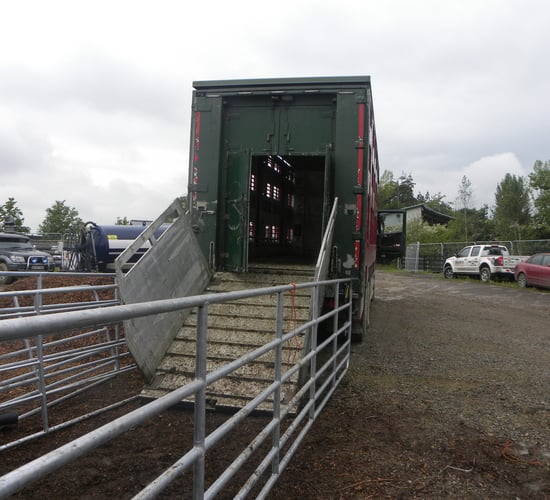 Strong supplies continue to keep pressure on beef prices