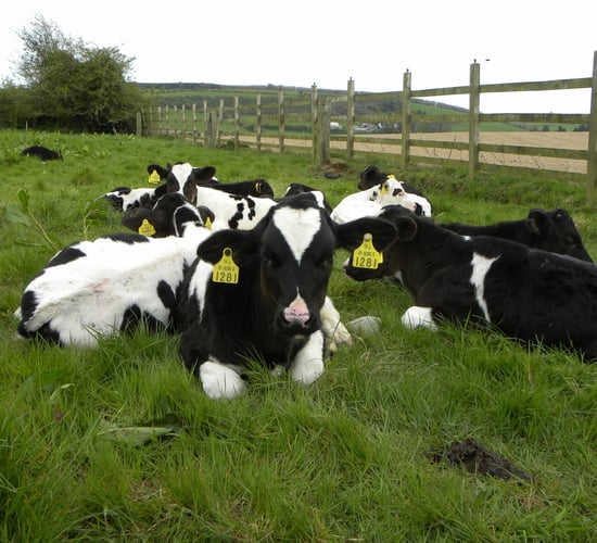 Authorisation of new and replacement NI cattle tags suspended
