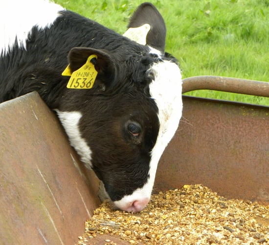 Soya prices to fall by 6.4% over the next six months