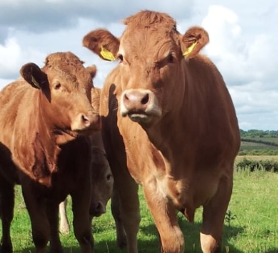British beef prices fall to a five-year low and it may not be good for Ireland