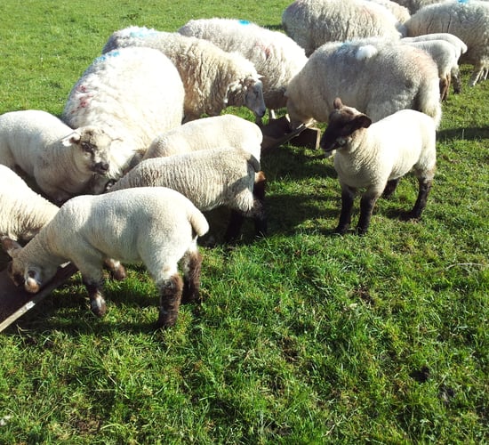 'Lambs with scour on fresh grass is usually a sign of a parasitic infection'