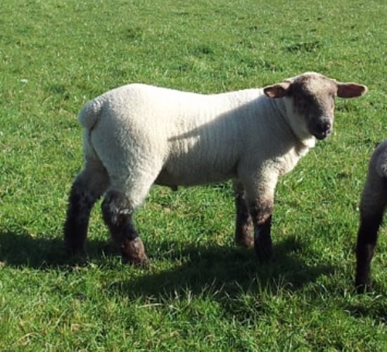 'Processors need to recognise the extra costs in the spring lamb sector'