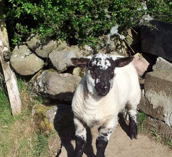 Retail lamb sales in the UK fall