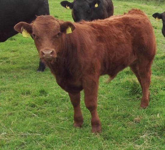FAO and OIE boost collaboration on animal health