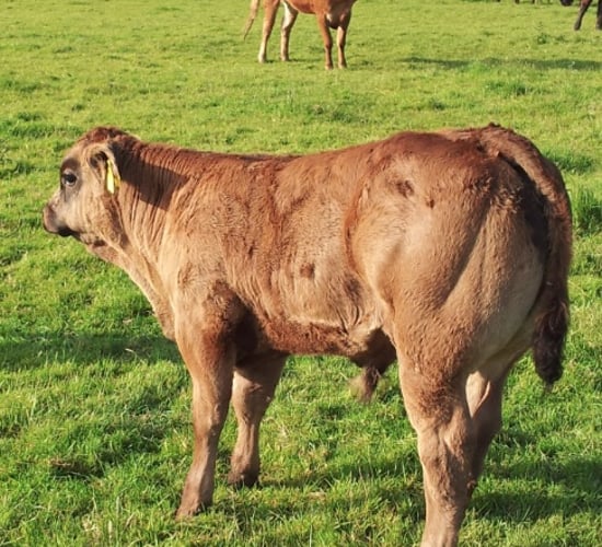 Irish and UK farm unions discuss beef situation