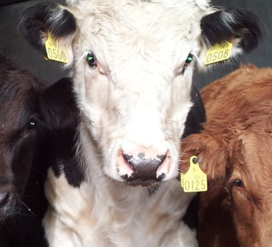 Liver Fluke affects nearly 1 in 4 British Cattle