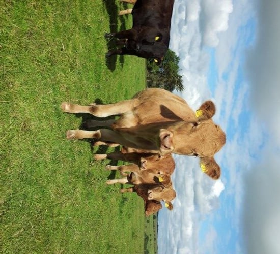 Little change in beef trade – Bord Bia