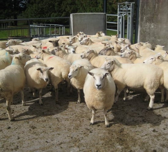 French sheep meat imports down year on year - EBLEX