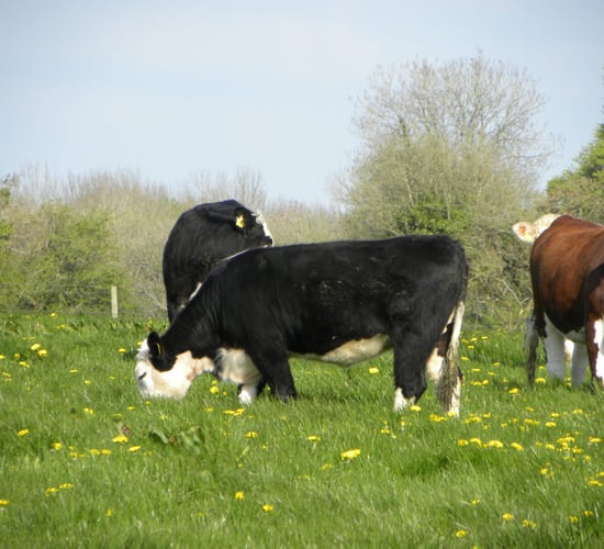 Teagasc to provide free liver fluke testing