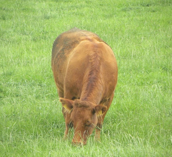 Controlling parasites during the grazing season