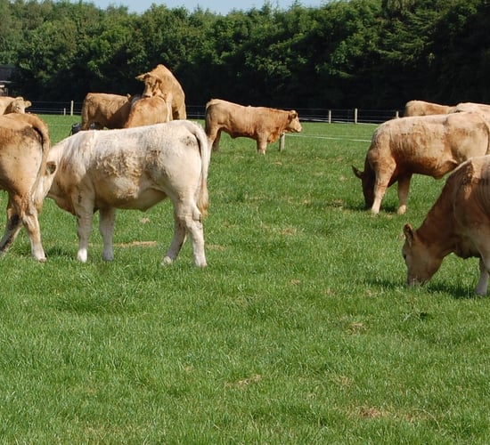 4 tips to deal with a grass shortage for beef cattle in May