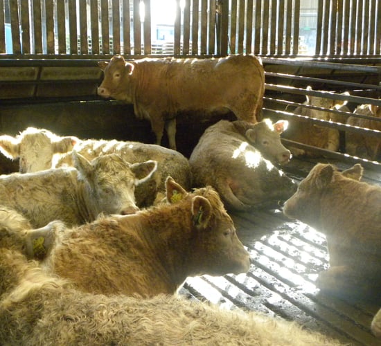 Out of spec' cattle severely penalised in North, LMC analysis finds