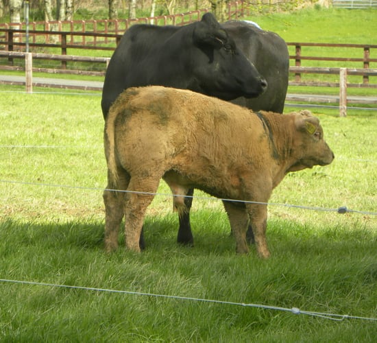 Beef Data Programme payments this week