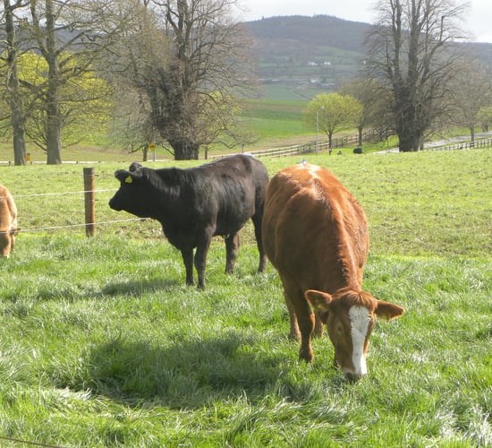 Beef production in Ireland – where are the goalposts?