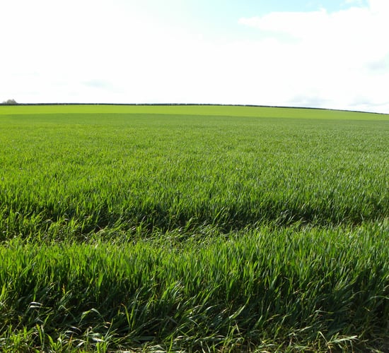 Controlling black grass in crops - 'the answer is not in a herbicide can'