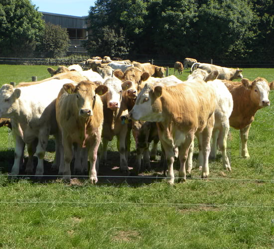 €10.5m paid out under TB Eradication scheme in 2013