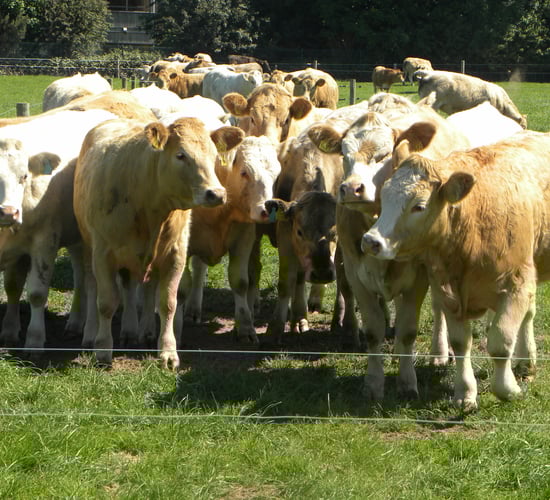 Ó Cuív calls for Minister to Establish Independent Beef Regulator