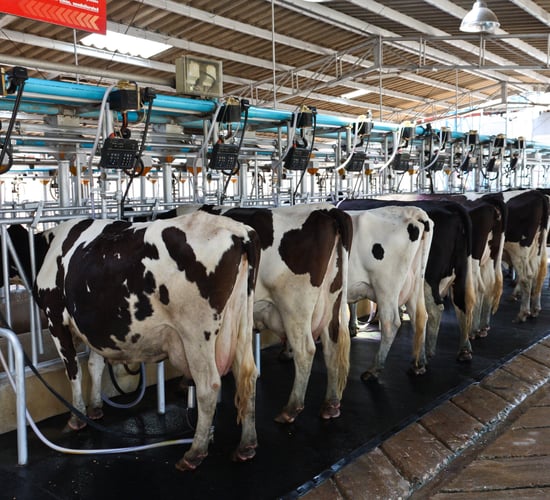 'Correct drying off influences mastitis levels in the herd for the next 6-12 months'