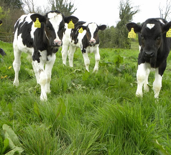 Dairy born steers made up 55% of the national steer kill in 2015