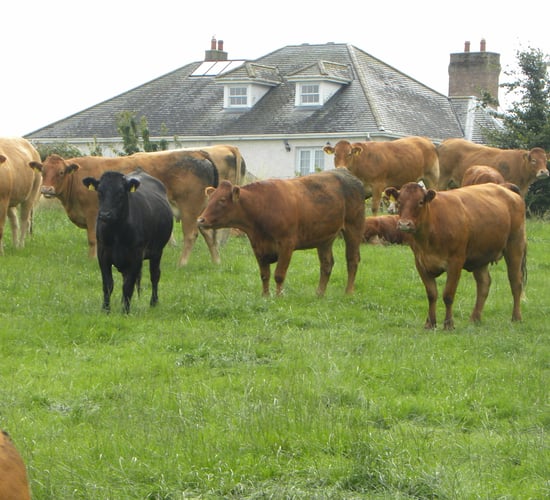 Breeding is no silver bullet to beef industry woes, ICBF tells beef summit