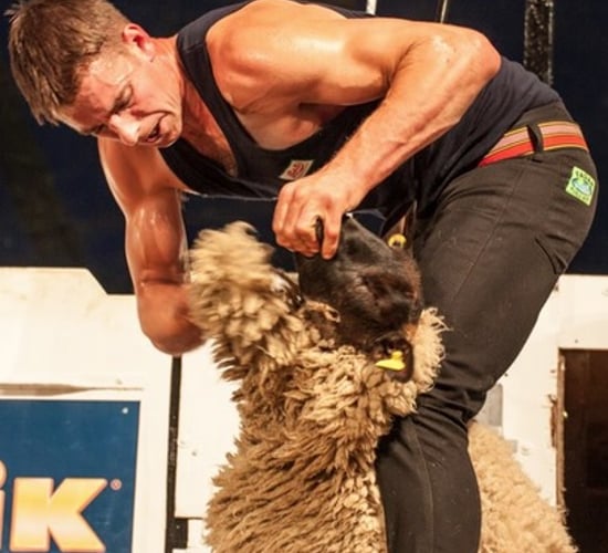Ivan Scott shears a world record breaking 867 lambs in 9 hours!