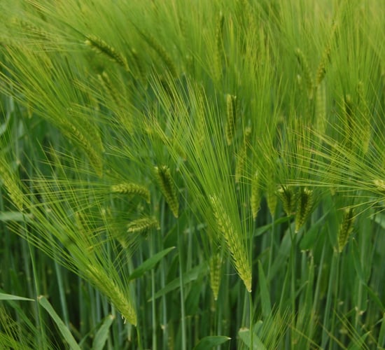 Teagasc predicting fall-off in barley yields