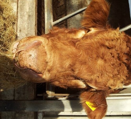Gene Ireland key focus for ICBF at Beef 2014