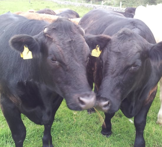 Beef crisis meeting to be held by UK and Irish farm unions
