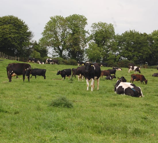 'Irish milk won't dramatically change the world price of dairy'