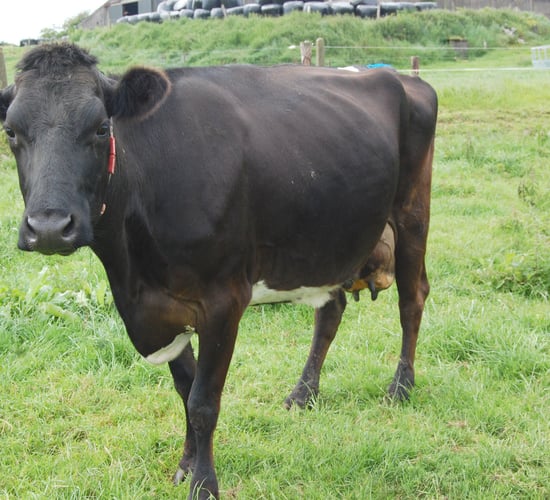 US to be the first country to genotype cross-bred animals