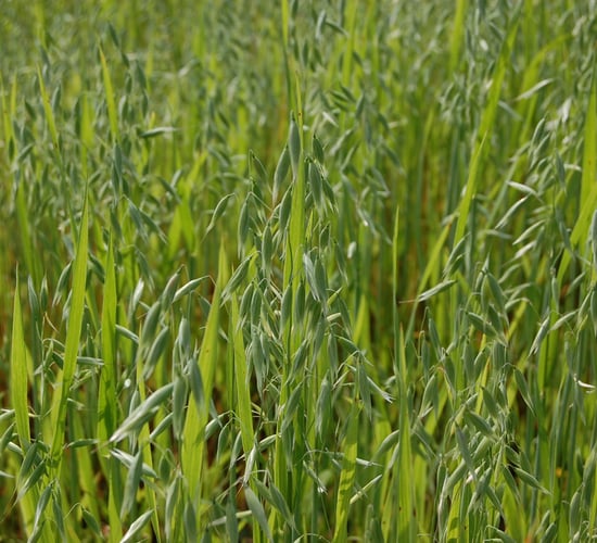 Irish oat drinks are also available…think food miles