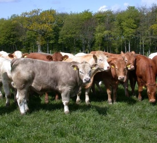 Irish beef factory prices – regional differences evident across all categories