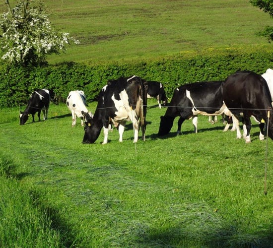 Agricultural land values experiencing steady growth