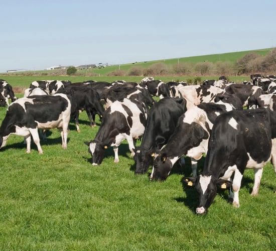 Dairy expansion – get big or get out? Or is there a third option?