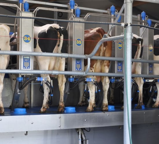 Large scale US dairy farms set to increase milk production