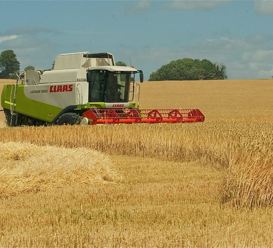 Global barley output down 5%