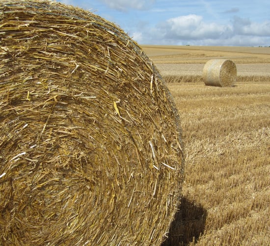 Dairy farmers increasingly buying up prime arable land