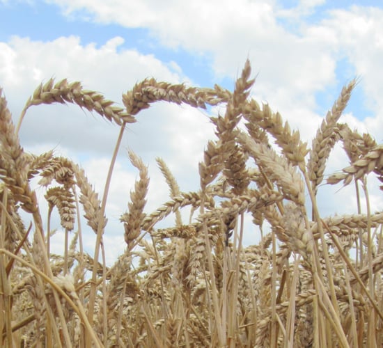Will cereal producers break even this year?