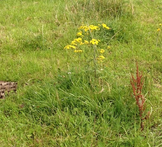 Now is the time to destroy noxious weeds if they're growing on your land