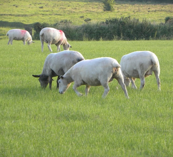 What can be done to reduce lameness in your flock?