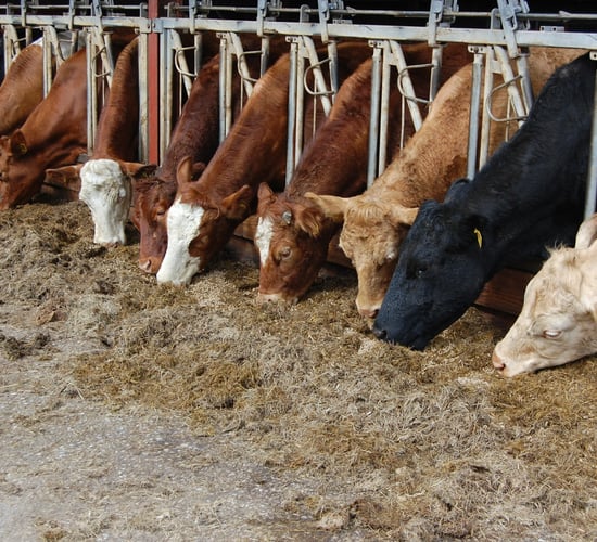 Improving cattle behaviour and daily gain through rumen conditioning